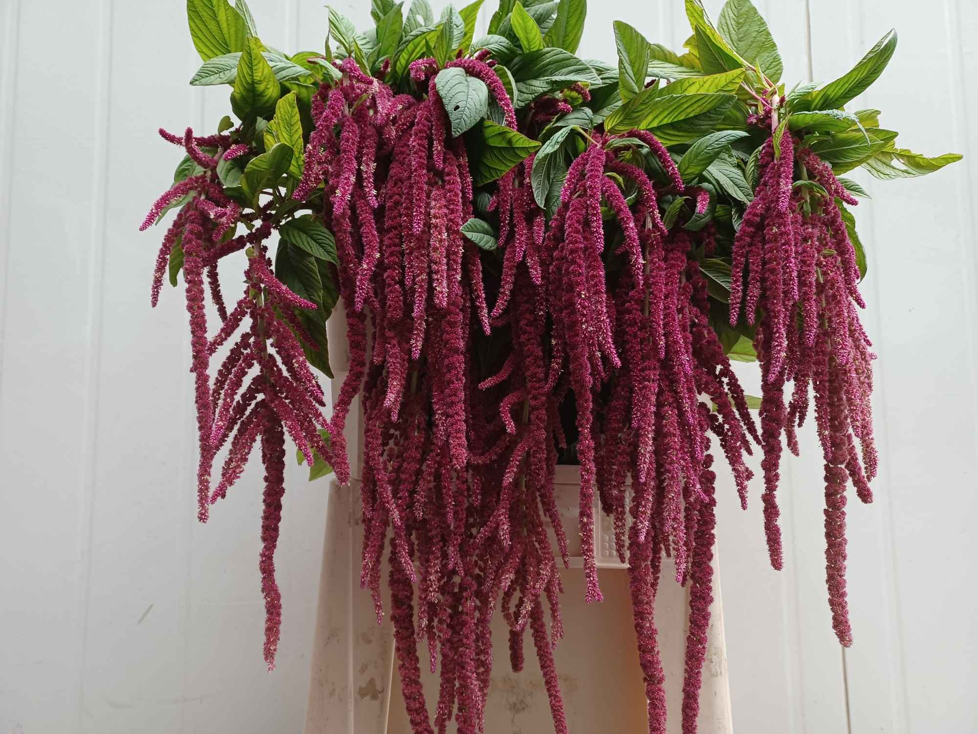 Срезанные цветы оптом Amaranthus red cord от 60шт из Голландии с доставкой по России