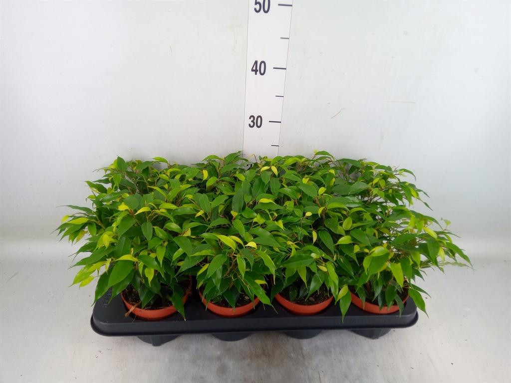 Горшечные цветы и растения оптом Ficus Be Green Kinky от 8шт из Голландии с доставкой по России