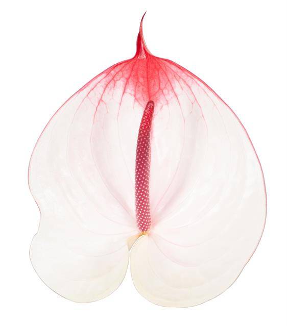 Срезанные цветы оптом Anthurium cumbia от 15шт из Голландии с доставкой по России