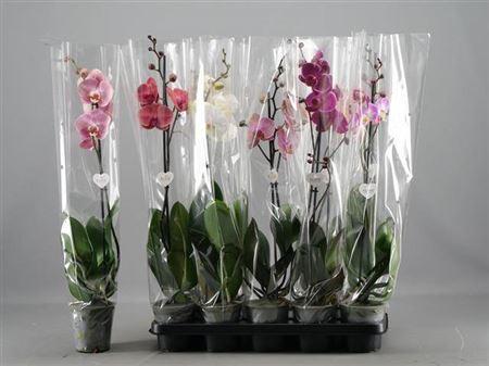 Горшечные цветы и растения оптом Phal 1st Mix 9+ (levo) от 10шт из Голландии с доставкой по России