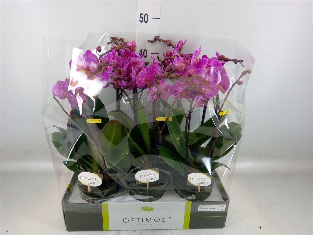 Горшечные цветы и растения оптом Phalaenopsis Multi.   ...lilac от 6шт из Голландии с доставкой по России