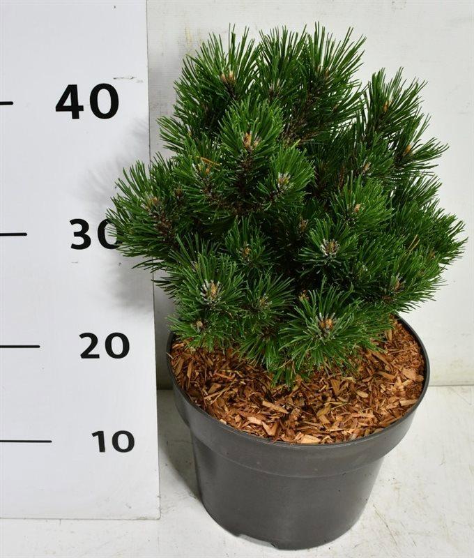 Горшечные цветы и растения оптом Pinus Mugo Heideperle от 1шт из Голландии с доставкой по России