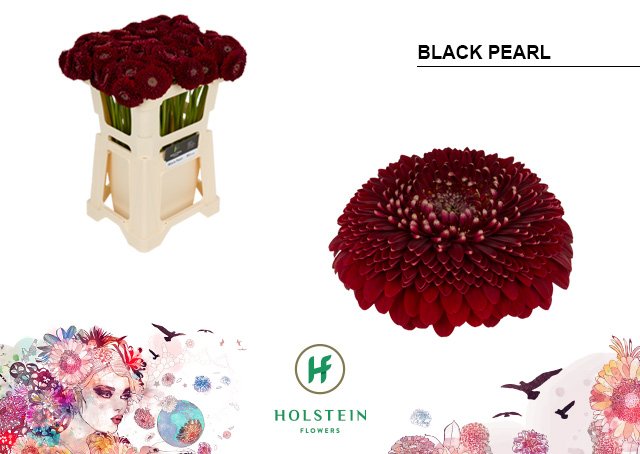 Срезанные цветы оптом Germini gerponi black pearl от 80шт из Голландии с доставкой по России