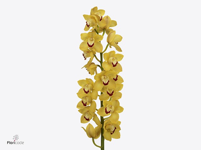 Срезанные цветы оптом Cymbidium yellow miss saigon от 2шт из Голландии с доставкой по России