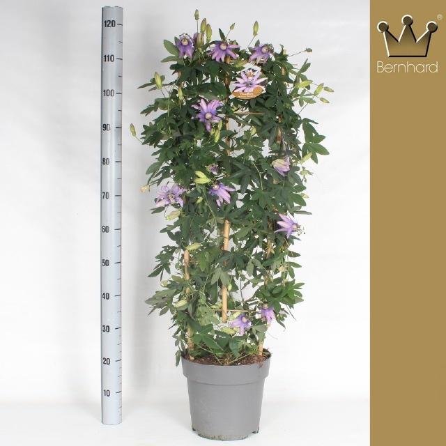 Горшечные цветы и растения оптом Pass Purple Passion от 1шт из Голландии с доставкой по России