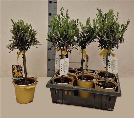 Горшечные цветы и растения оптом Olea Europaea In Emmer от 5шт из Голландии с доставкой по России
