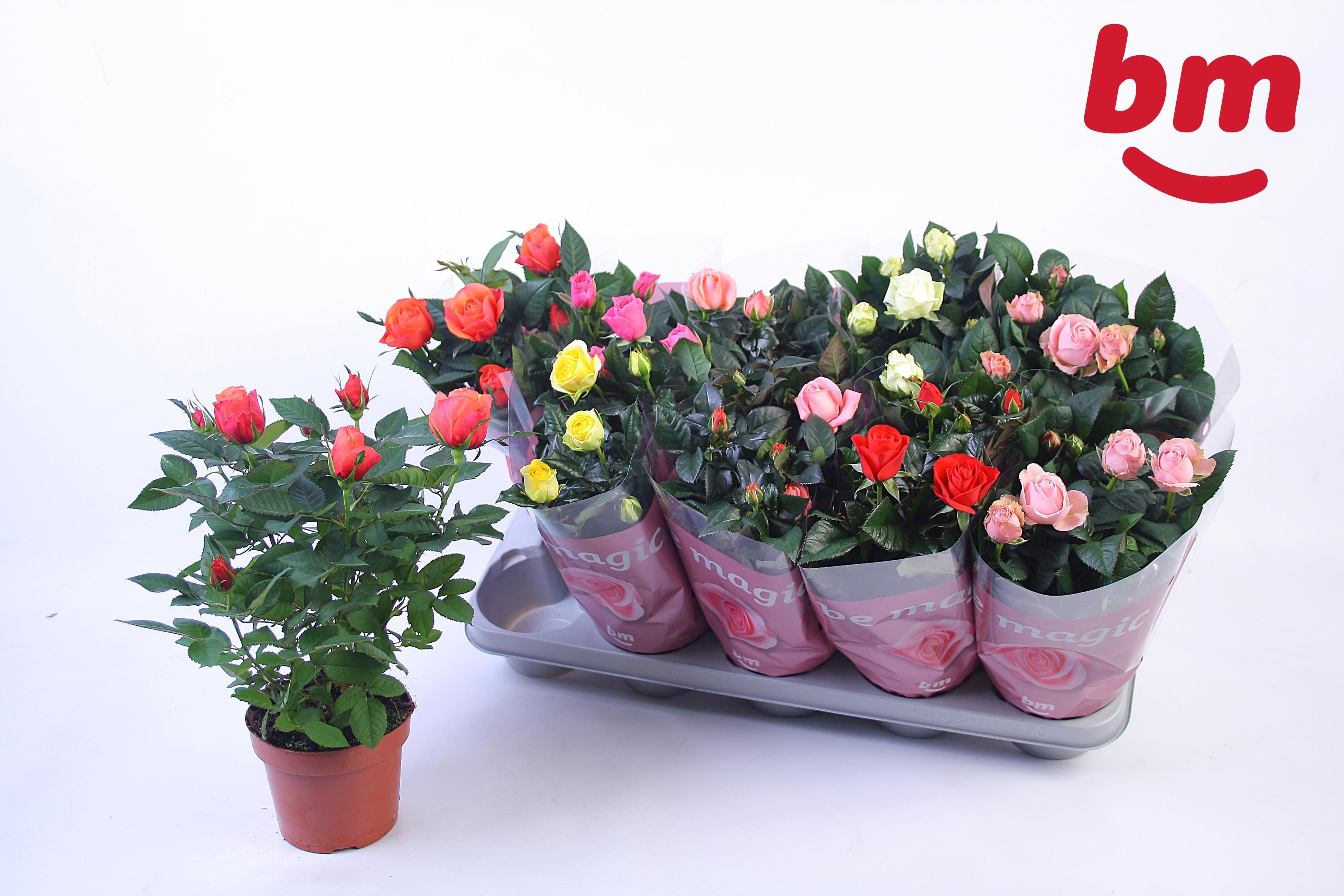 Горшечные цветы и растения оптом Ro B Monde Gem 6 Srt от 10шт из Голландии с доставкой по России