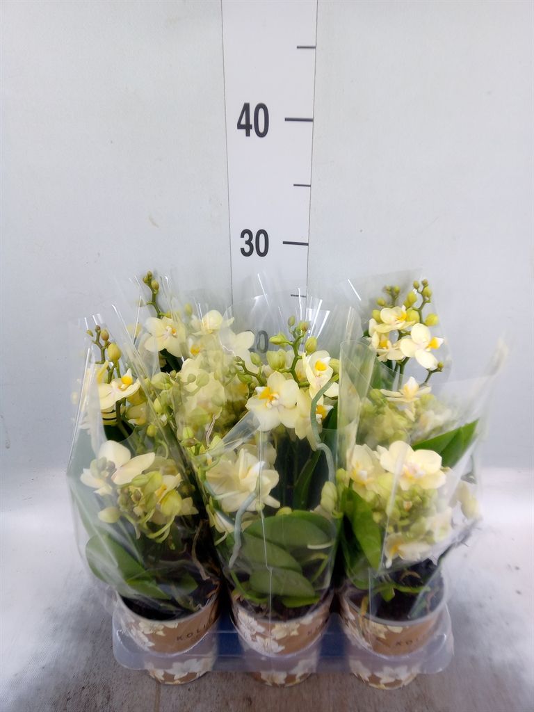 Горшечные цветы и растения оптом Phal Multi Yellow (ok) от 6шт (для телеги) из Голландии с доставкой по России