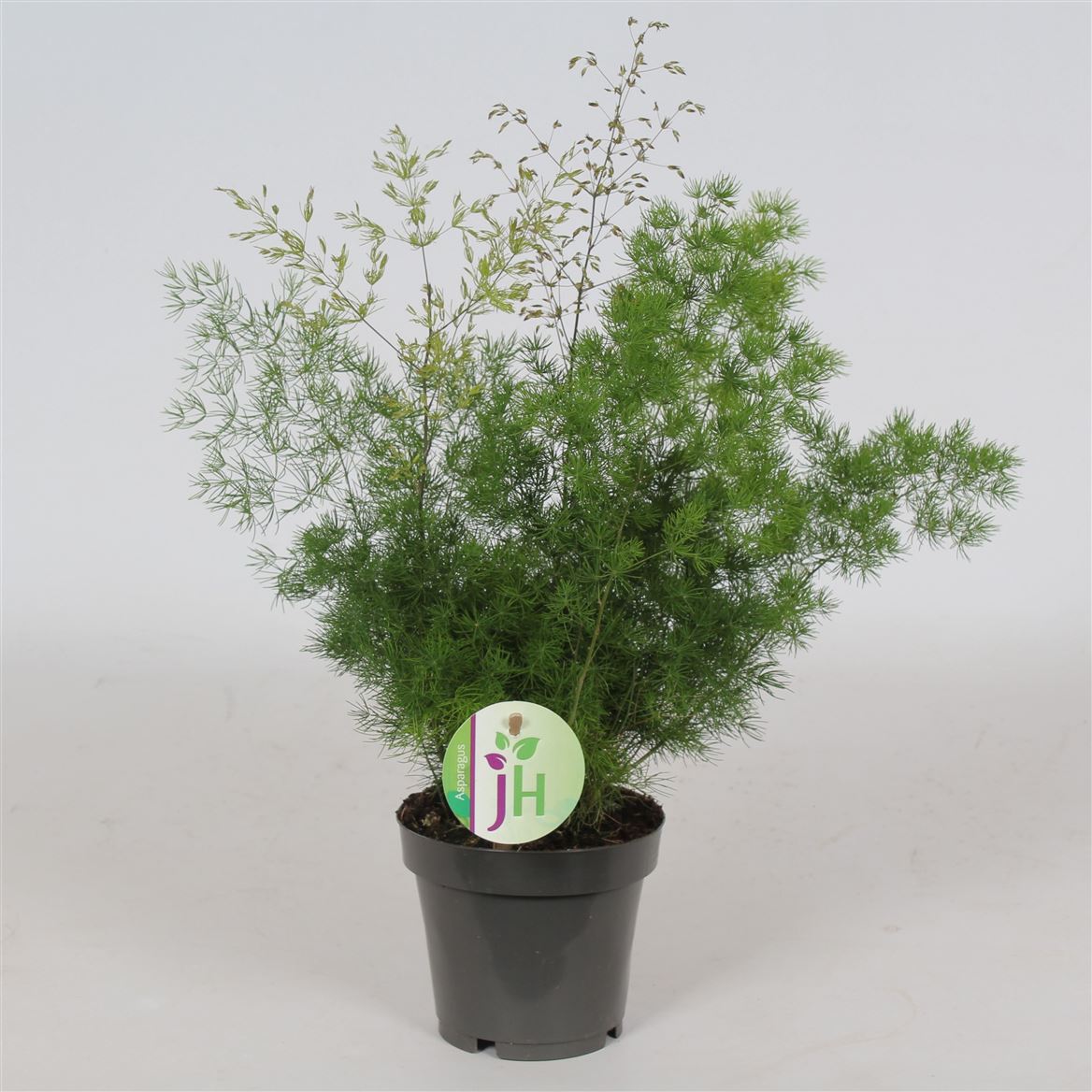 Горшечные цветы и растения оптом Asparagus Myriocladus от 10шт из Голландии с доставкой по России