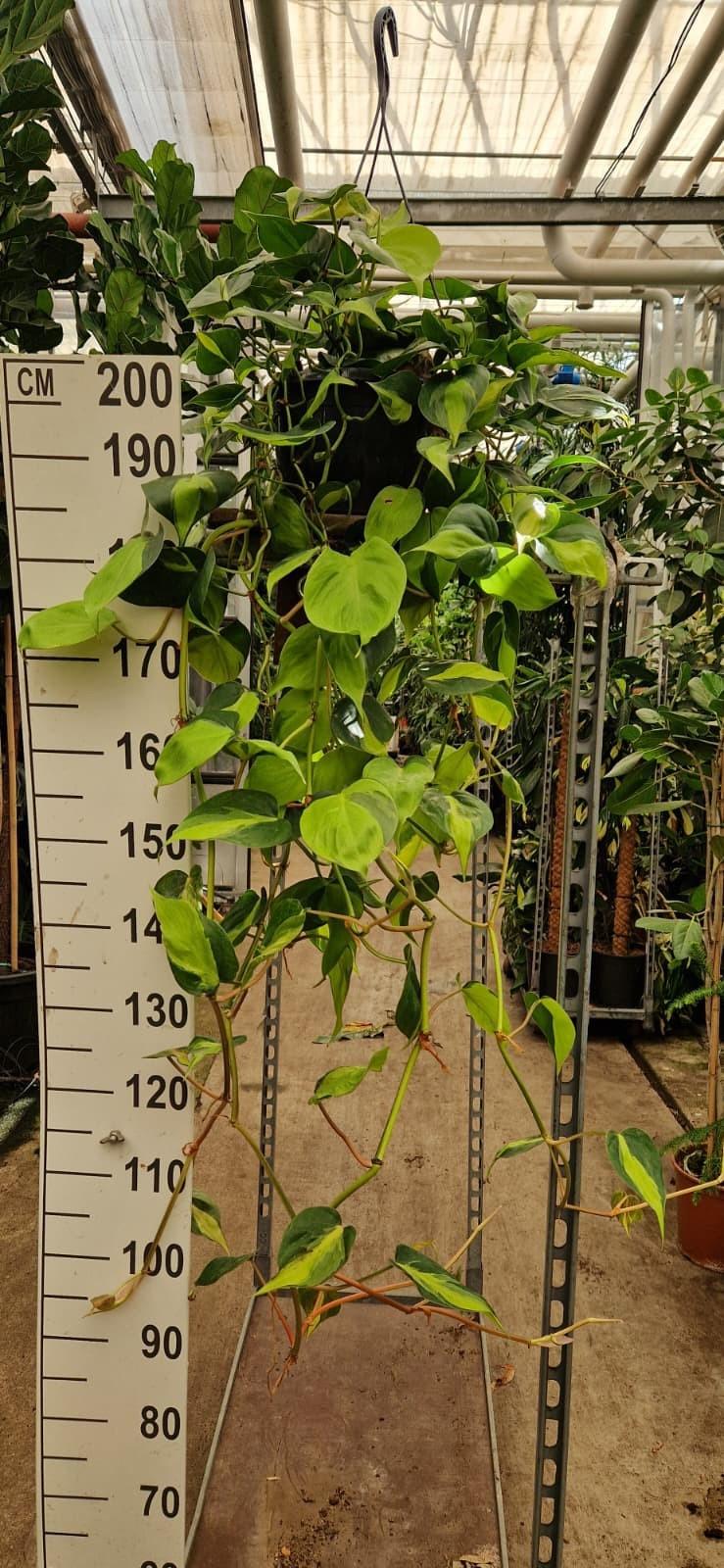 Горшечные цветы и растения оптом Philodendron Brazil Hangpot от 2шт из Голландии с доставкой по России