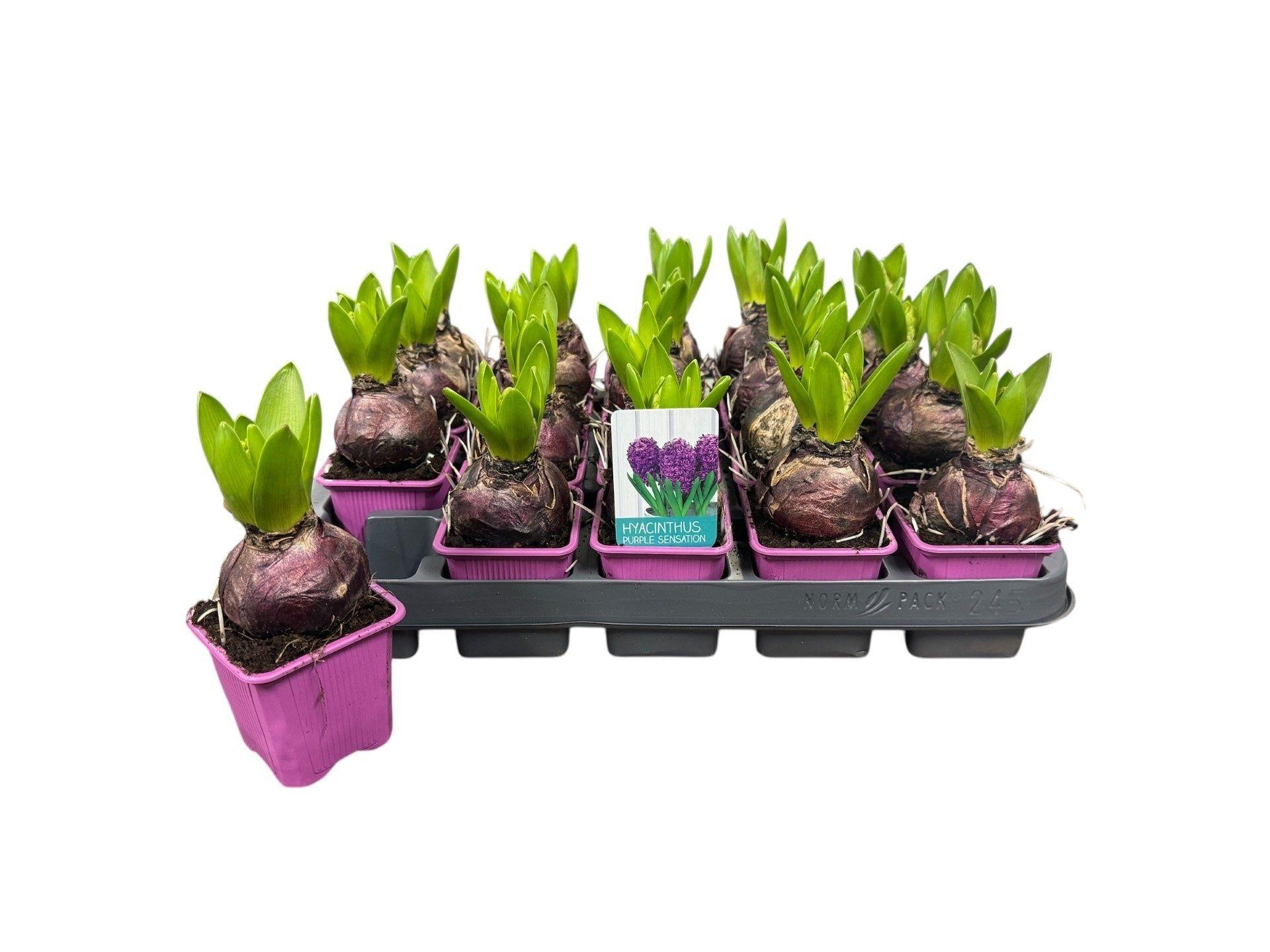 Горшечные цветы и растения оптом Hyacin Purple Sensat от 20шт (для телеги) из Голландии с доставкой по России