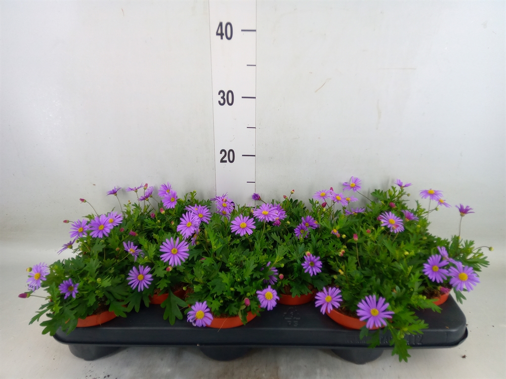 Горшечные цветы и растения оптом Brachycome   ... от 12шт из Голландии с доставкой по России