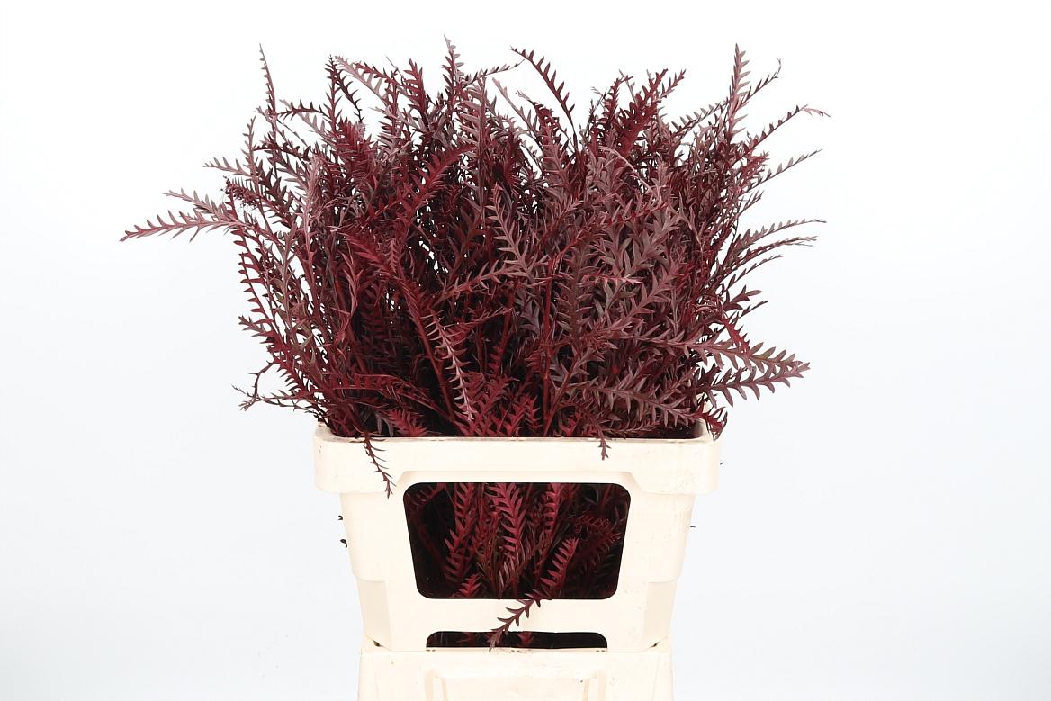 Срезанные цветы оптом Grevillea ivanhoe paint bordeaux от 50шт из Голландии с доставкой по России