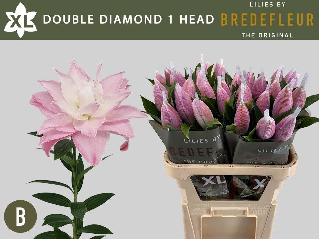 Срезанные цветы оптом Lilium or dbl double diamond от 80шт.. из Голландии с доставкой по России