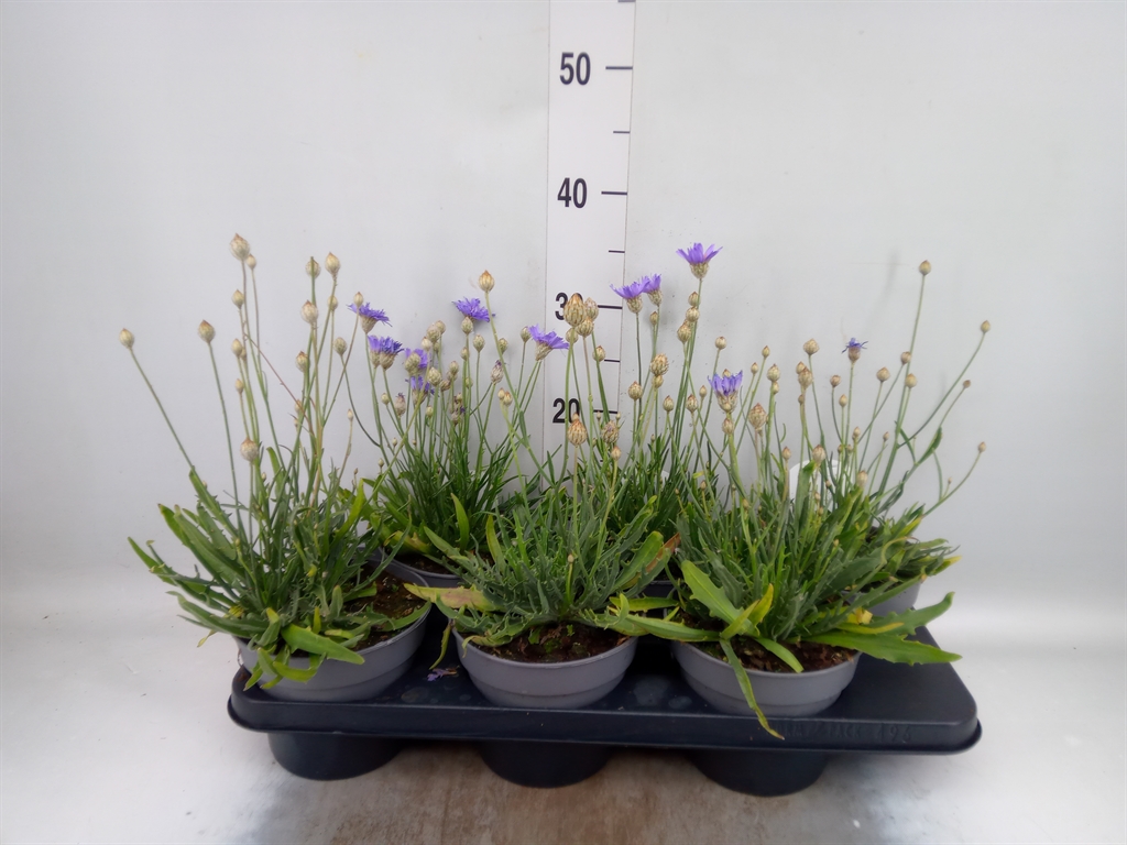 Горшечные цветы и растения оптом Catananche Caerulea   ... от 6шт из Голландии с доставкой по России