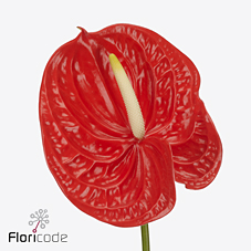 Срезанные цветы оптом Anthurium naranja 143 от 24шт из Голландии с доставкой по России