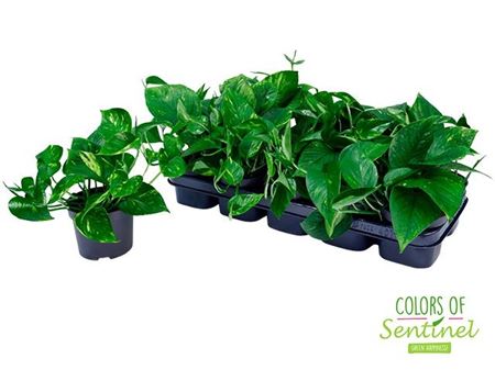 Горшечные цветы и растения оптом Epipremnum Aureum от 10шт из Голландии с доставкой по России