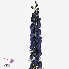 Срезанные цветы оптом Aconitum napellus от 60шт из Голландии с доставкой по России