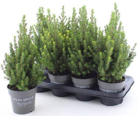 Горшечные цветы и растения оптом Picea Gl Perfecta от 8шт из Голландии с доставкой по России