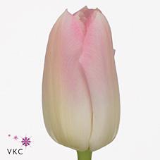 Срезанные цветы оптом Tulipa si dynasty от 100шт из Голландии с доставкой по России