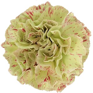 Срезанные цветы оптом Dianthus st cover от 80шт. из Голландии с доставкой по России