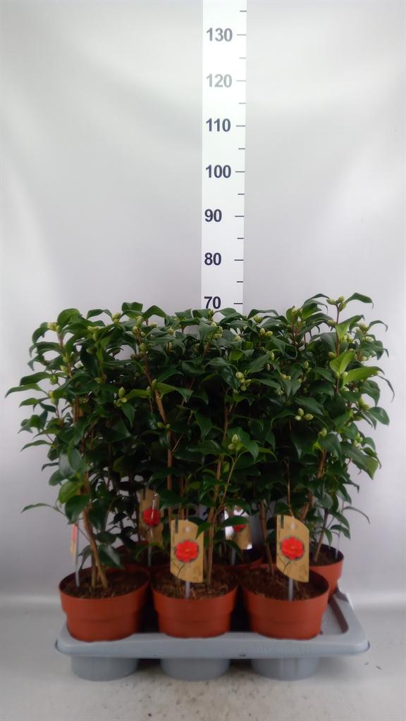 Горшечные цветы и растения оптом Camellia Reticulata mary Williams от 6шт из Голландии с доставкой по России