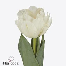 Срезанные цветы оптом Tulipa do white foxtrot от 50шт из Голландии с доставкой по России