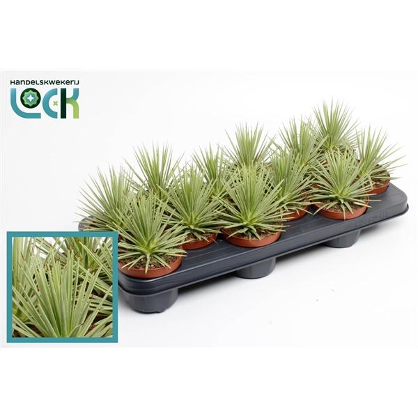 Горшечные цветы и растения оптом Agave Stricta Nana от 12шт из Голландии с доставкой по России Горшечные цветы и растения оптом Agave Stricta Nana от 12шт из Голландии с доставкой по России