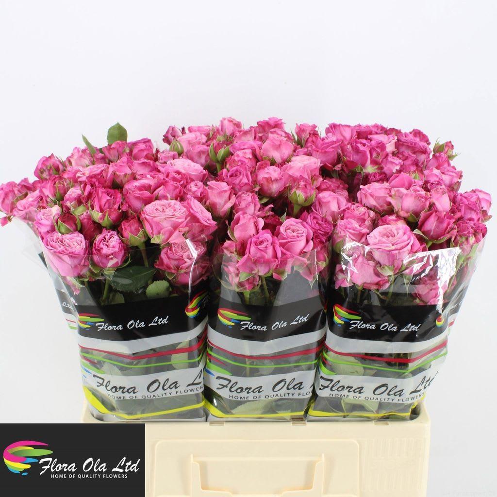 Срезанные цветы оптом Rosa spray lady bombastic от 60шт из Голландии с доставкой по России