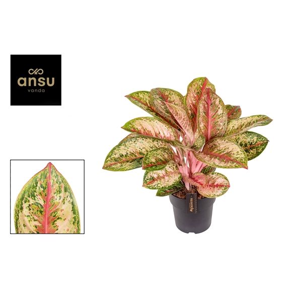 Горшечные цветы и растения оптом Aglaonema Painted Celebration Mut от 3шт из Голландии с доставкой по России