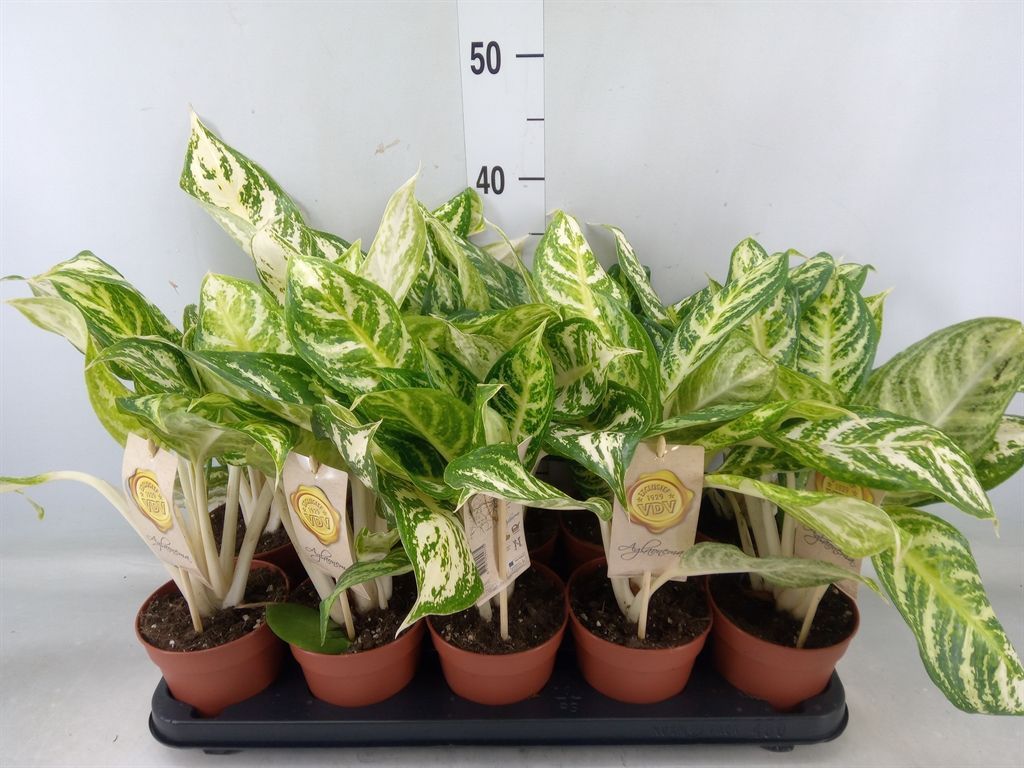 Горшечные цветы и растения оптом Aglaonema Siam Violet от 10шт из Голландии с доставкой по России