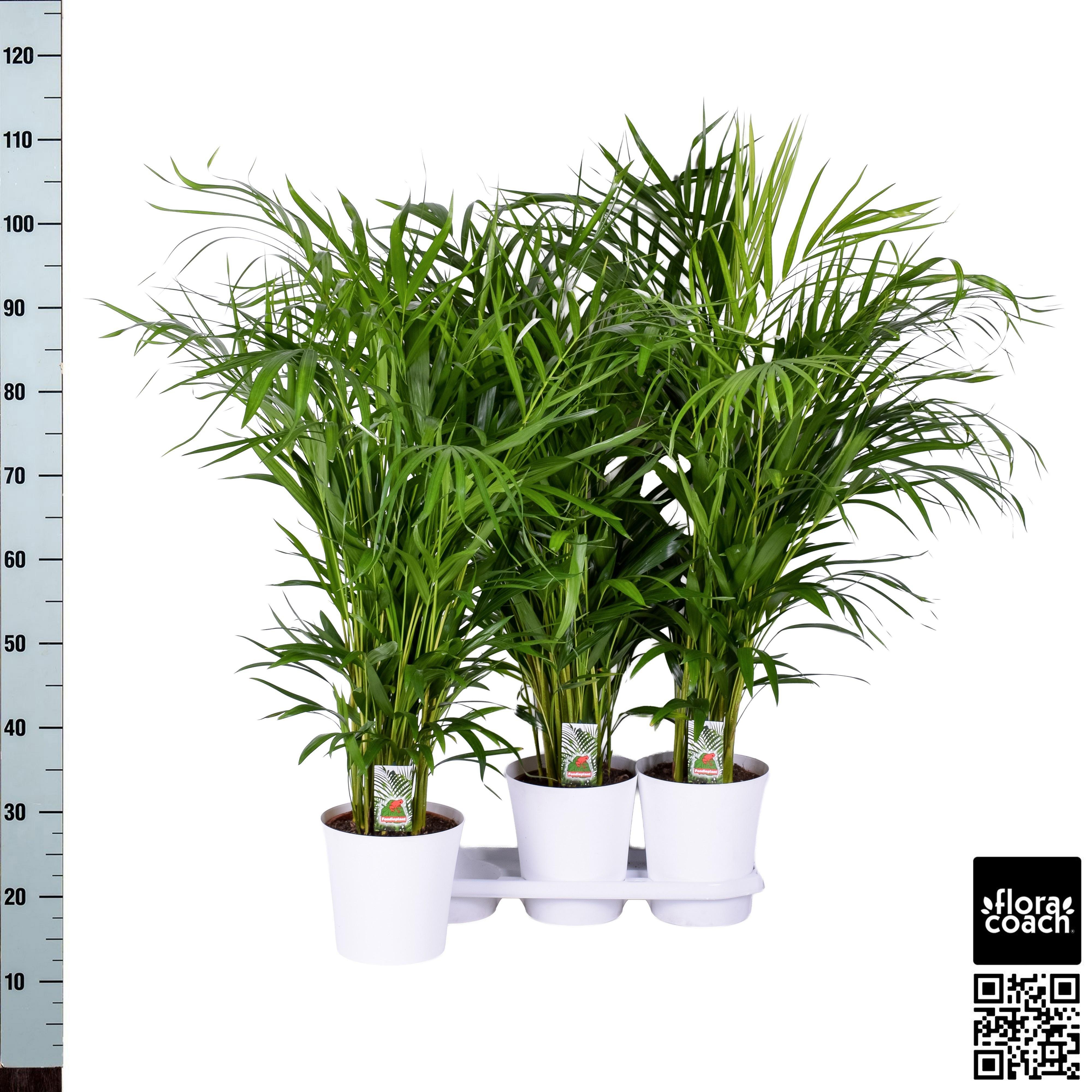Горшечные цветы и растения оптом Dypsis Lutescens от 3шт из Голландии с доставкой по России