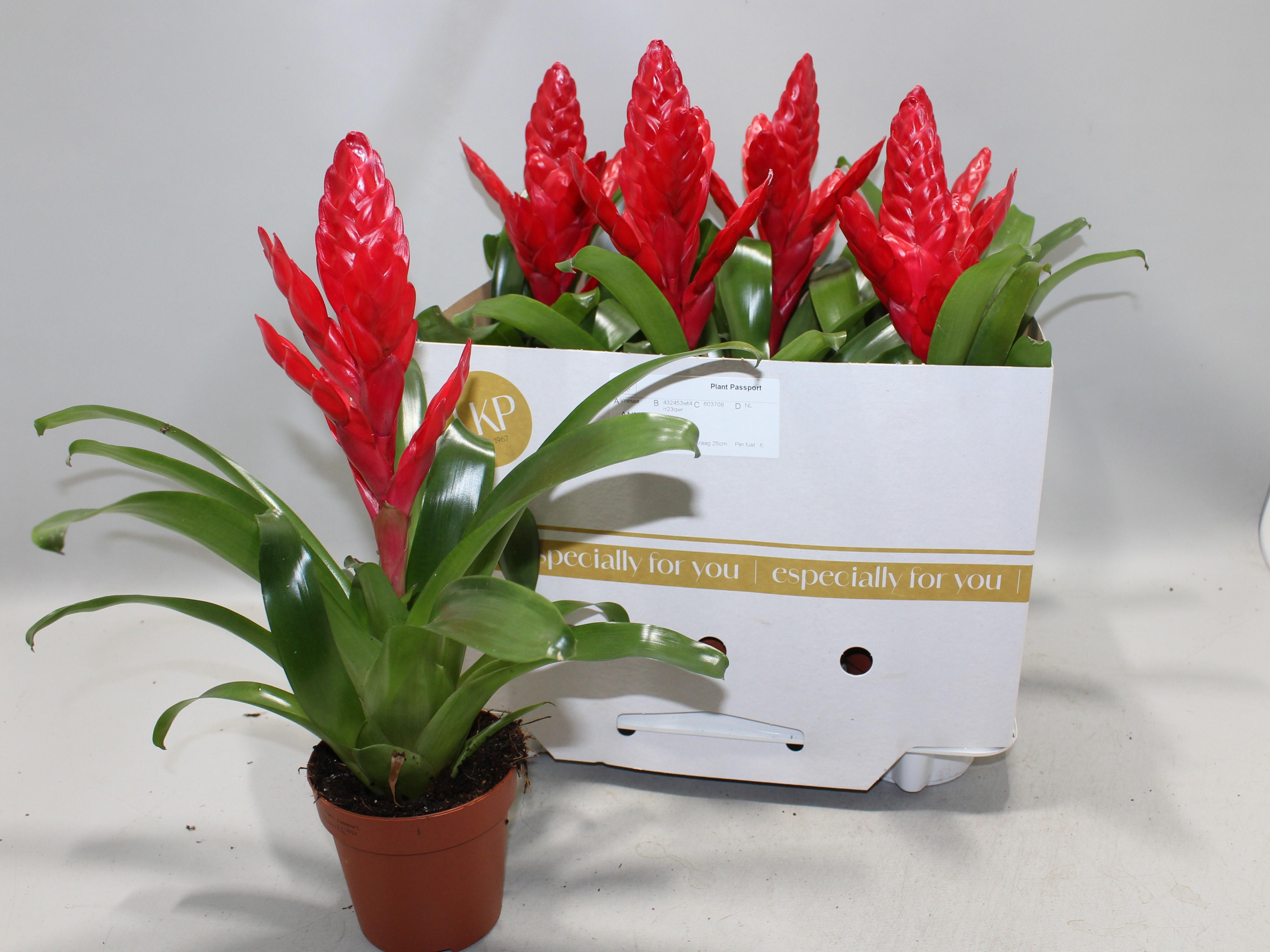 Горшечные цветы и растения оптом Vries X Poelmanii от 6шт из Голландии с доставкой по России Горшечные цветы и растения оптом Vries X Poelmanii от 6шт из Голландии с доставкой по России