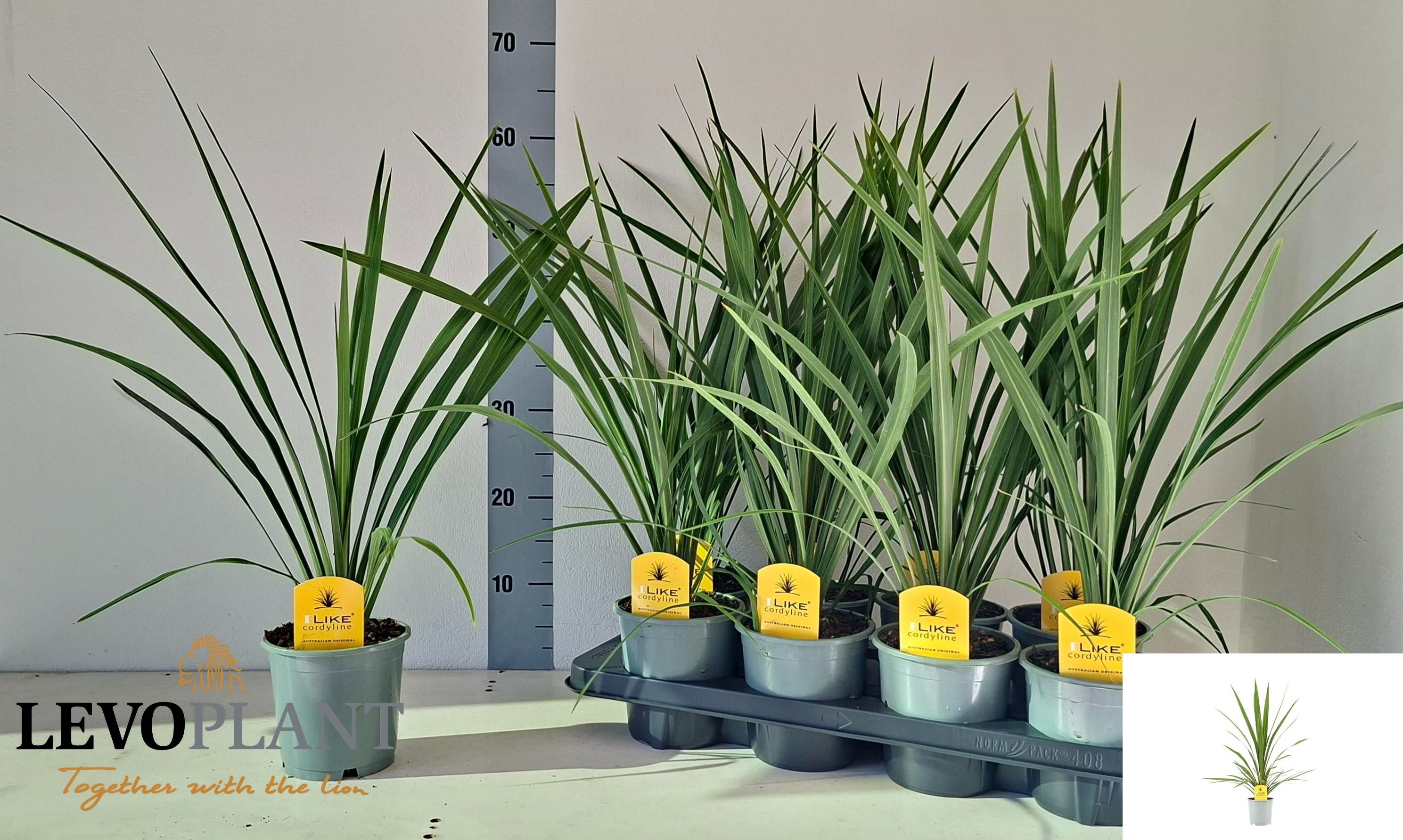 Горшечные цветы и растения оптом Cord In Peko от 8шт из Голландии с доставкой по России