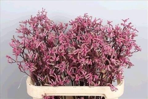 Срезанные цветы оптом Anigozanthos bush pearl от 100шт из Голландии с доставкой по России