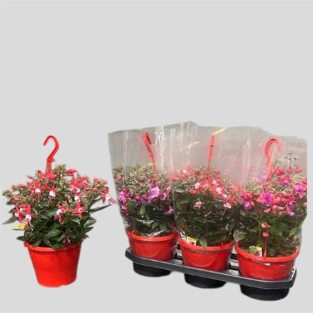 Горшечные цветы и растения оптом Fuchsia Hangpot от 3шт из Голландии с доставкой по России