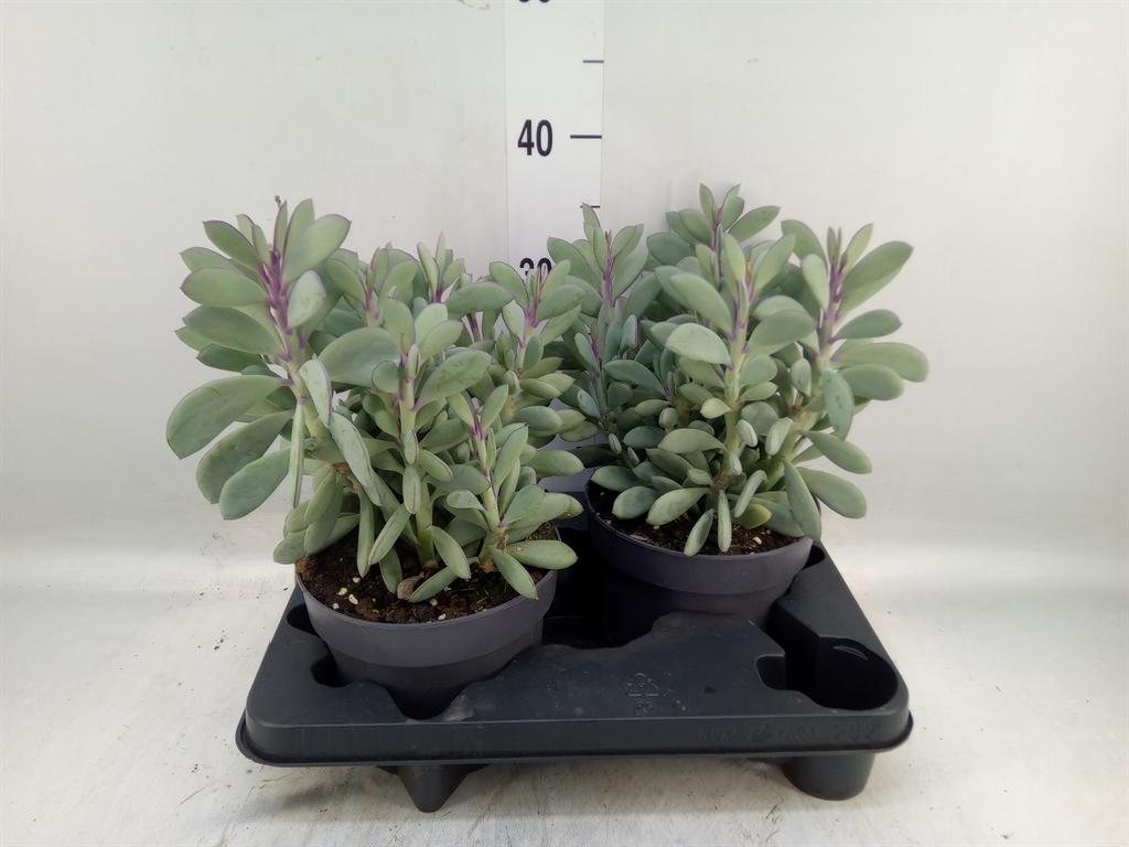 Горшечные цветы и растения оптом Senecio   ... от 2шт из Голландии с доставкой по России