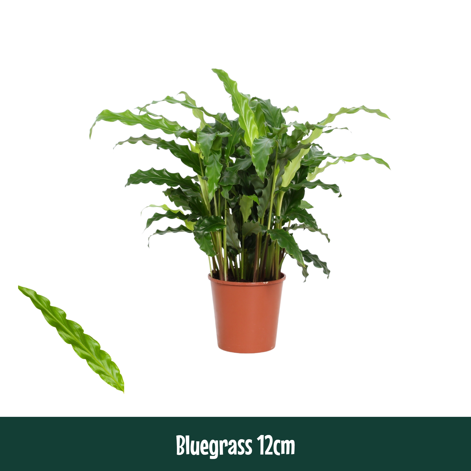 Горшечные цветы и растения оптом Calathea Bluegrass от 10шт из Голландии с доставкой по России