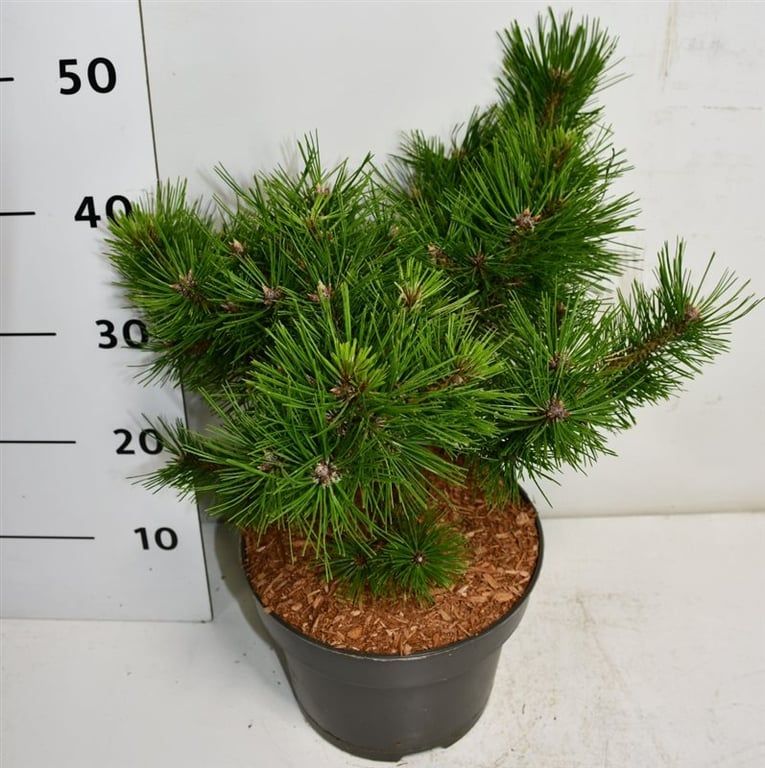 Горшечные цветы и растения оптом Pinus Strobus Macopin от 1шт из Голландии с доставкой по России