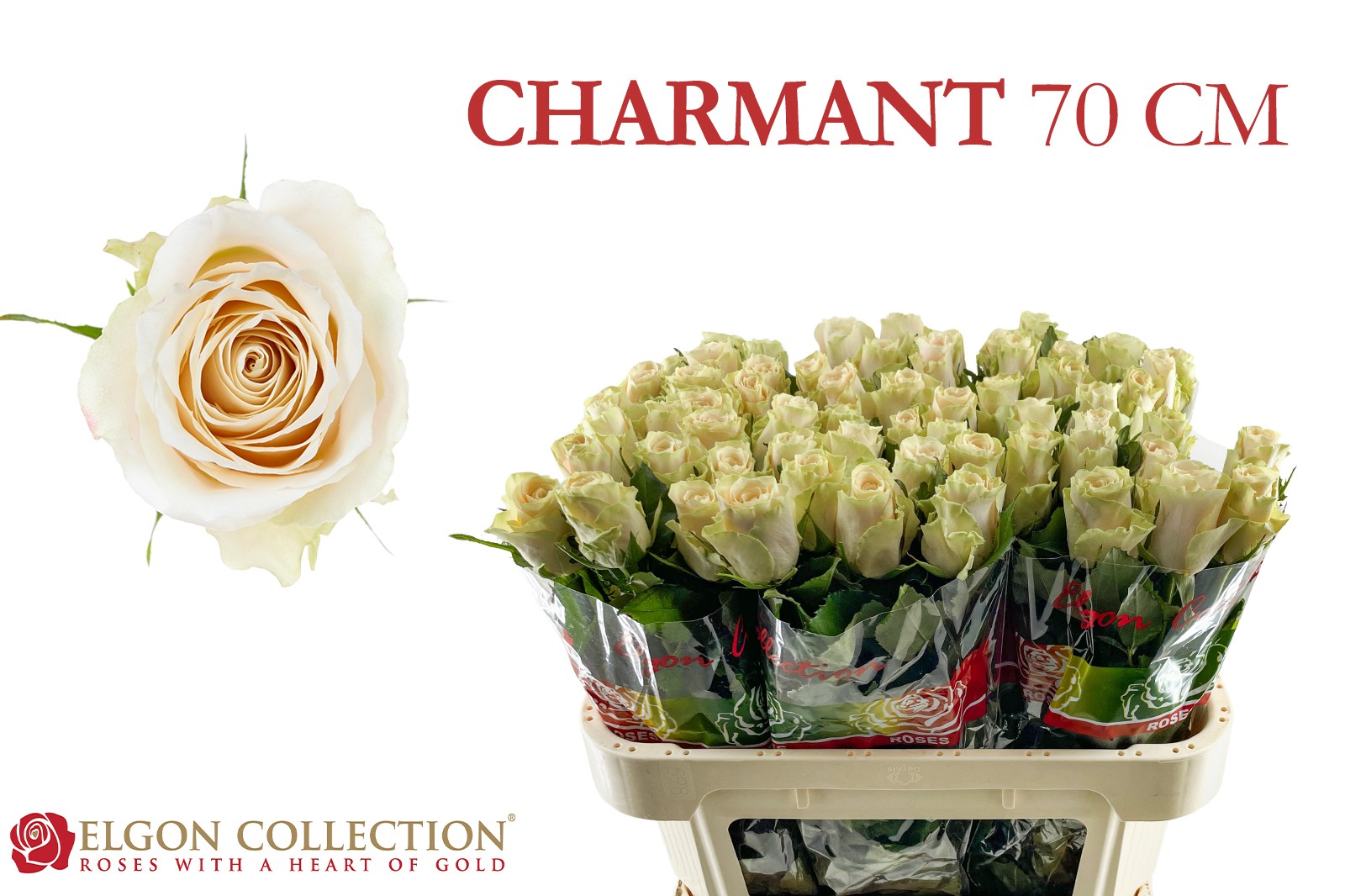 Срезанные цветы оптом Rosa large charmant от 200шт из Голландии с доставкой по России