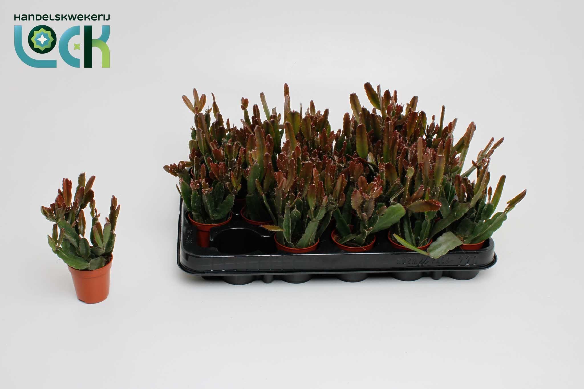 Горшечные цветы и растения оптом Rhipsalis Ov от 20шт (для телеги) из Голландии с доставкой по России