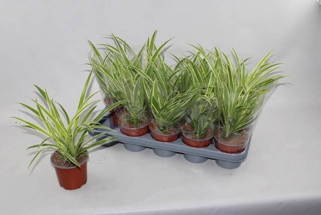 Горшечные цветы и растения оптом Chlor Com Vittatum от 10шт из Голландии с доставкой по России Горшечные цветы и растения оптом Chlor Com Vittatum от 10шт из Голландии с доставкой по России