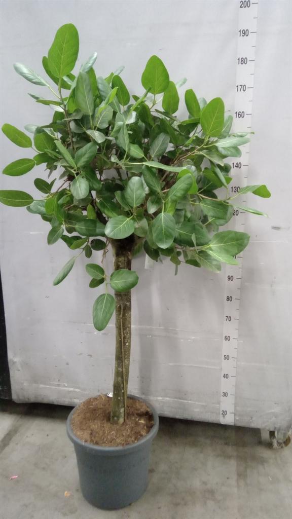 Горшечные цветы и растения оптом Ficus Benghalensis audrey от 1шт из Голландии с доставкой по России