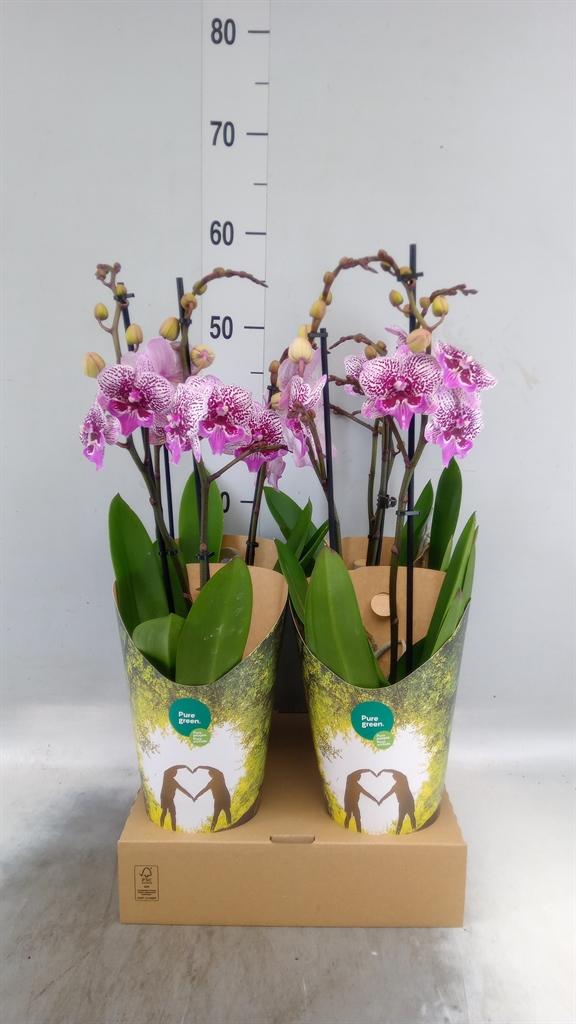 Горшечные цветы и растения оптом Phalaenopsis   ...lilac от 4шт из Голландии с доставкой по России