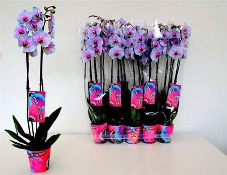 Горшечные цветы и растения оптом Phal ** Paint ** Wonder Of Nature 2 Branche 18+ от 10шт из Голландии с доставкой по России