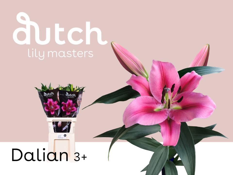 Срезанные цветы оптом Lilium or dalian от 40шт из Голландии с доставкой по России