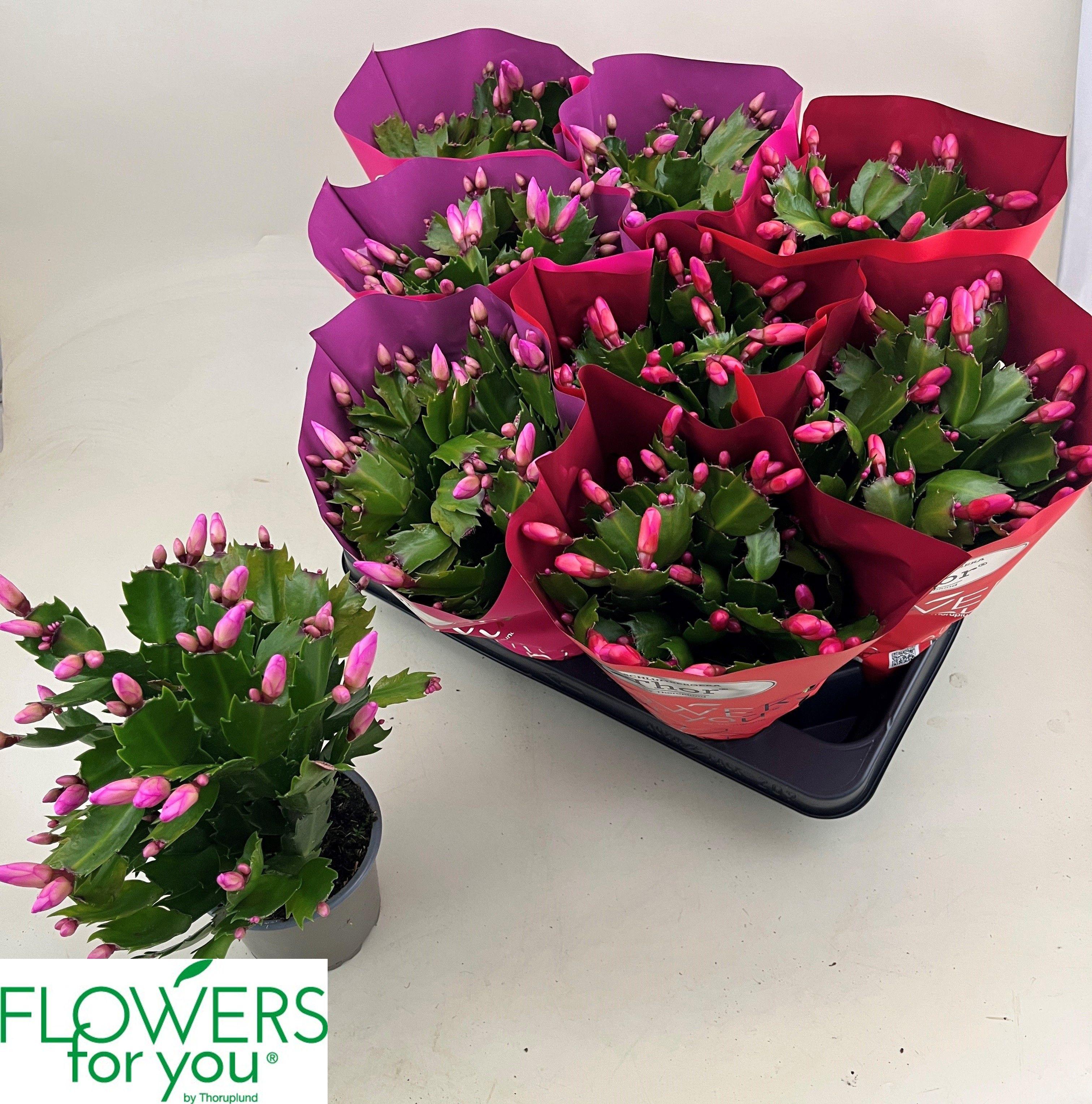 Горшечные цветы и растения оптом Schlumb Gem 2 Kl от 9шт из Голландии с доставкой по России