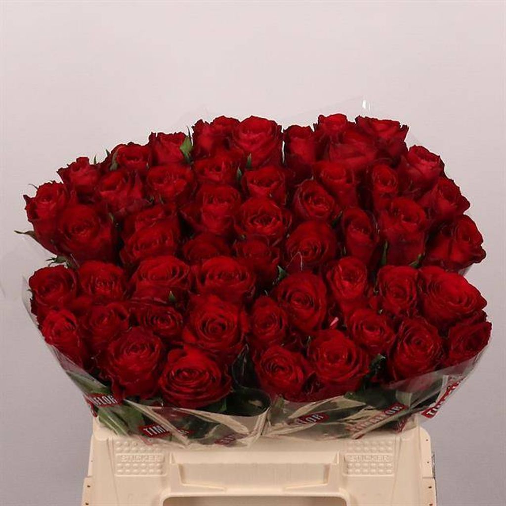 Срезанные цветы оптом Rosa large madam red от 50шт. из Голландии с доставкой по России
