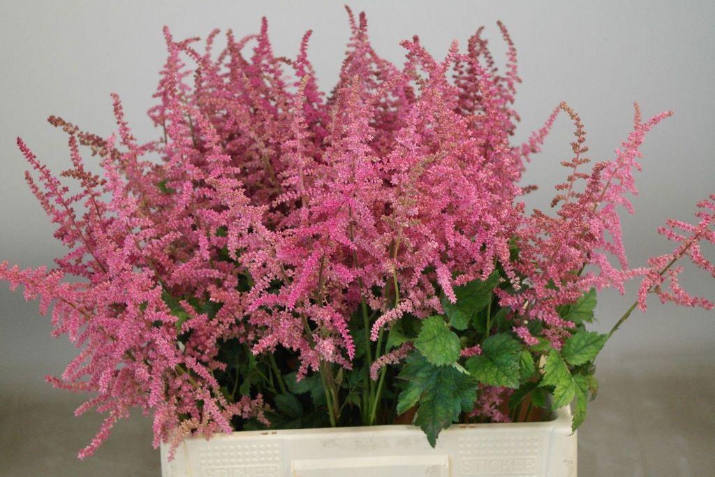 Срезанные цветы оптом Astilbe loud and proud от 110шт из Голландии с доставкой по России Срезанные цветы оптом Astilbe loud and proud от 110шт из Голландии с доставкой по России
