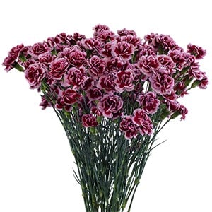 Срезанные цветы оптом Dianthus sp tango от 240шт из Голландии с доставкой по России